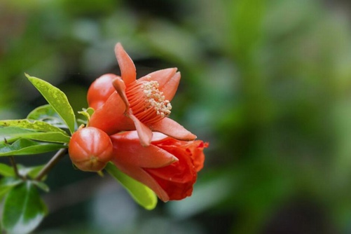 石榴花图片,石榴花高清图片大全