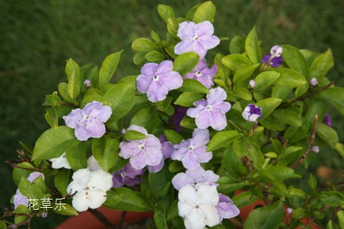 双色茉莉怎么修剪?一朵花上阅尽昨天、今天和明天