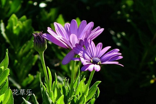 蓝目菊冬天怎么养护?蓝目菊冬天这样养护来年一样花开繁茂
