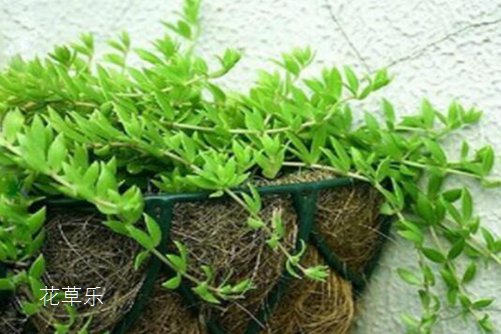 垂盆草和佛甲草的区别,看一眼叶子就明白了就是这么简单