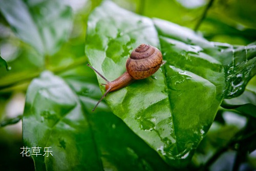 蜗牛是益虫还是害虫?蜗牛危害特点及防治措施