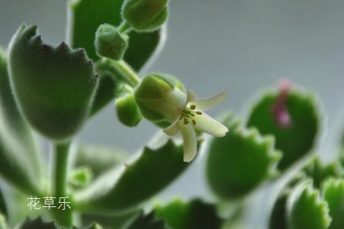 多肉熊掌花怎么修剪和摘心,才会很快长出熊掌一样的“红爪子”