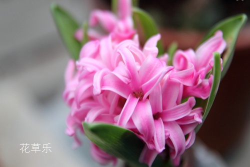 花语大全:风信子花语