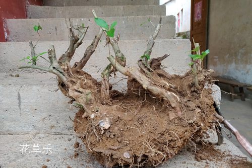 映山红下山桩栽植成活率很低,有什么方法可提高栽植成活率?